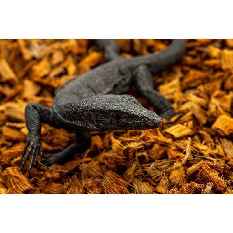 Coarse Coconut Husk Reptile Bedding I341