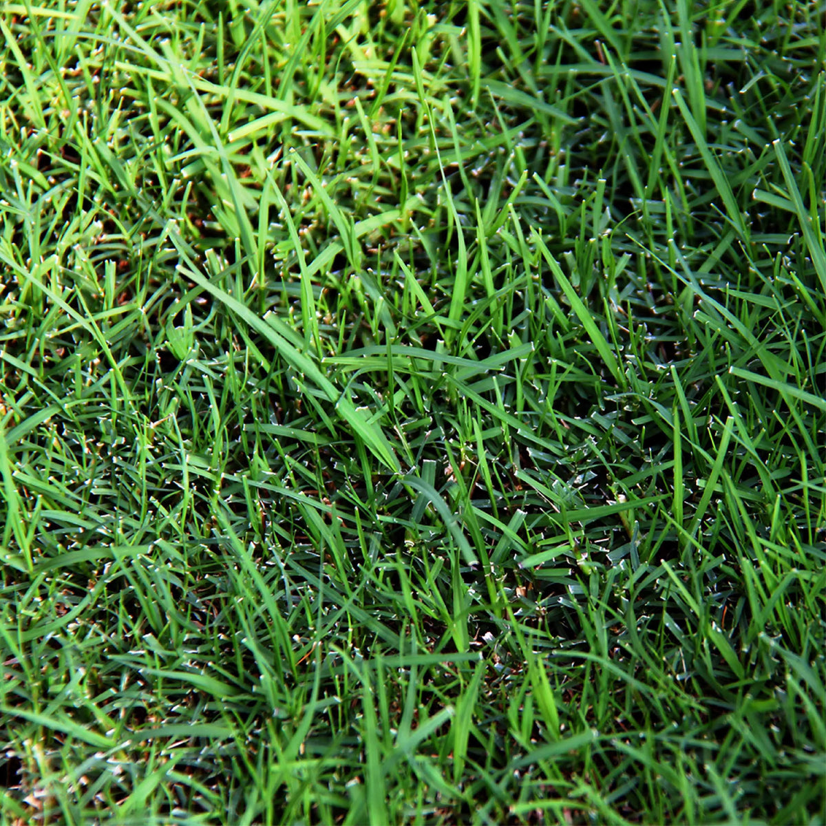 Sahara Bermudagrass Grass Seed, 5 lb. K9710
