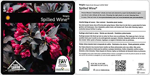 Weigela florida Spilled Wine Shrub, pink flowers, #3 Size Container A301