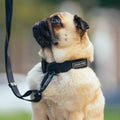 Utility Dog Collar P887153