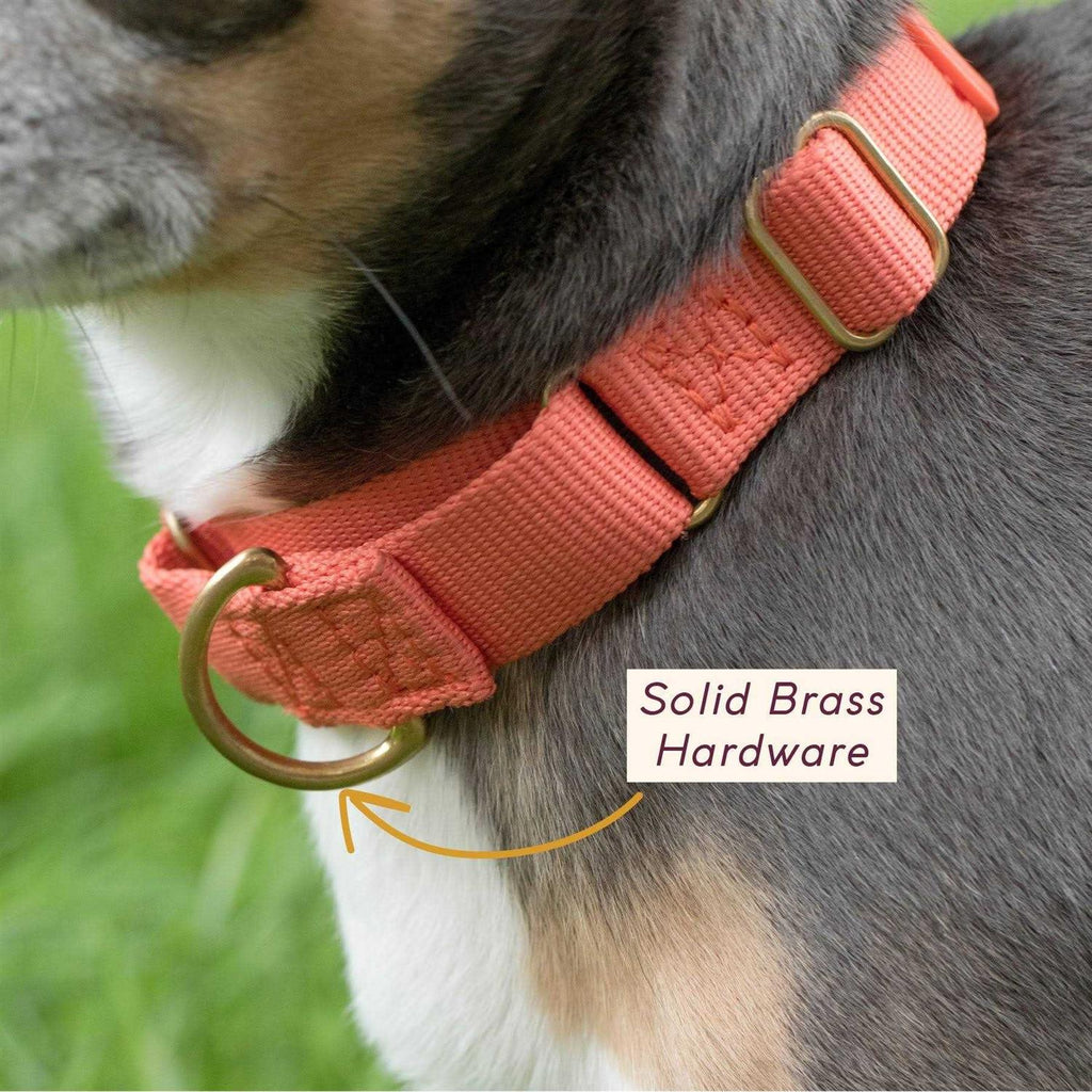 Martingale Dog Collar W85039