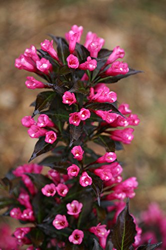 Weigela florida Spilled Wine Shrub, pink flowers, #3 Size Container A301
