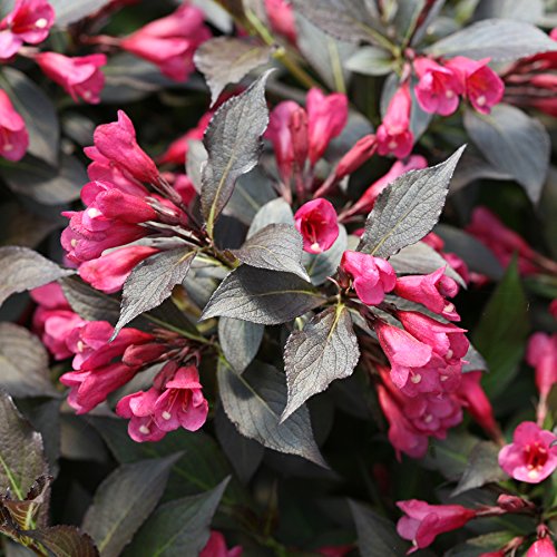 Weigela florida Spilled Wine Shrub, pink flowers, #3 Size Container A301