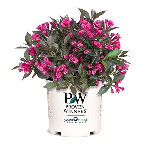 Weigela florida Spilled Wine Shrub, pink flowers, #3 Size Container A301