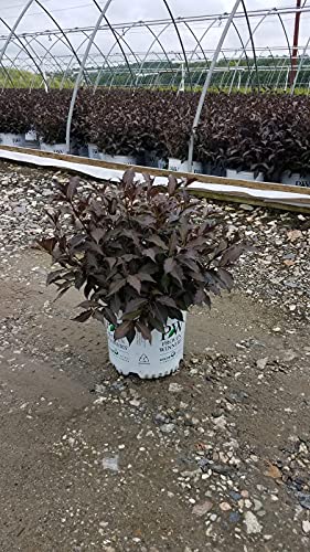 Weigela florida Spilled Wine Shrub, pink flowers, #3 Size Container A301