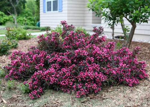 Weigela florida Spilled Wine Shrub, pink flowers, #3 Size Container A301