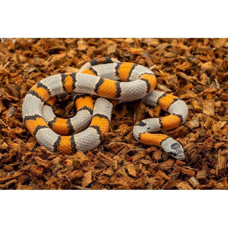 Coarse Coconut Husk Reptile Bedding I341